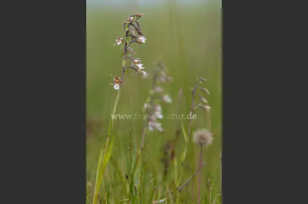 Fokus-Natur Bild