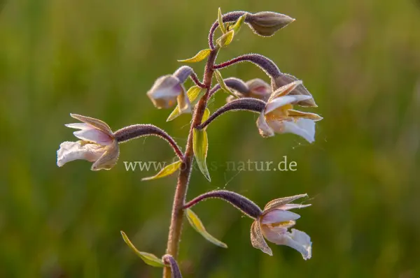 Fokus-Natur Bild