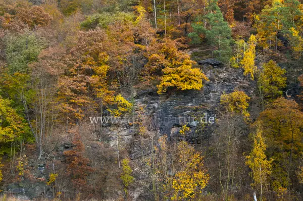 Fokus-Natur Bild