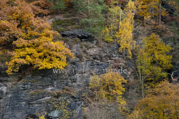 Fokus-Natur Bild