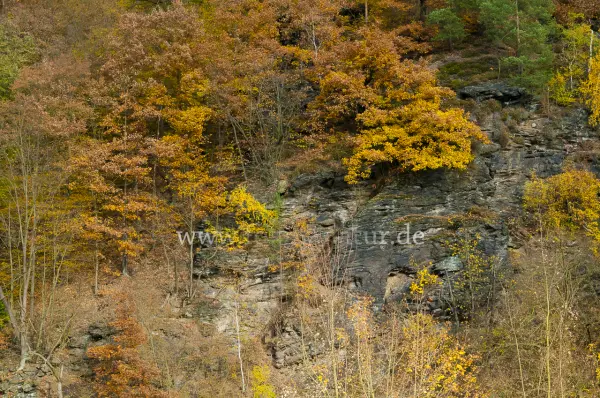 Fokus-Natur Bild