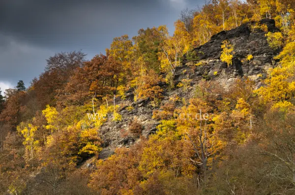 Fokus-Natur Bild