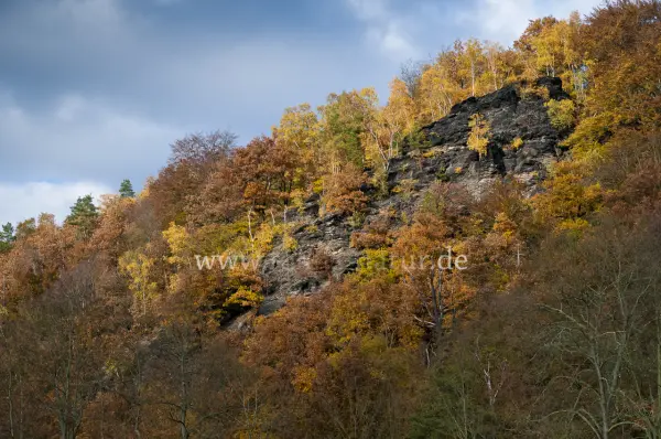 Fokus-Natur Bild