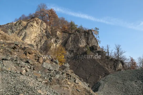Fokus-Natur Bild