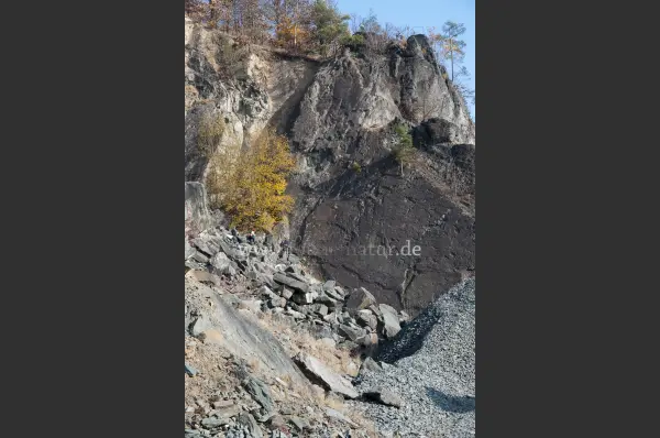 Fokus-Natur Bild