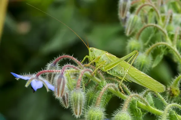 Fokus-Natur Bild