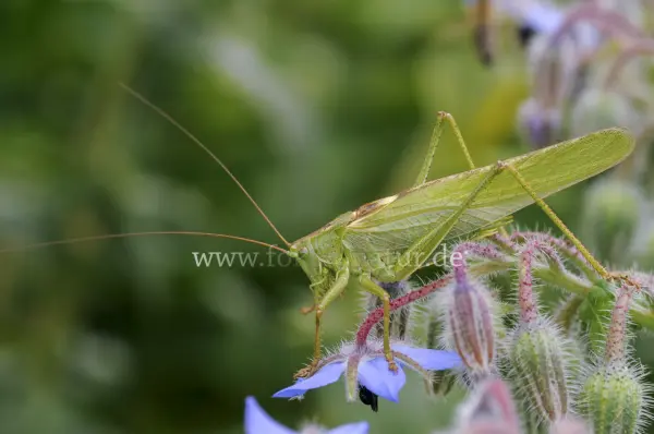 Fokus-Natur Bild