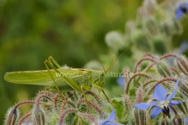 Fokus-Natur Bild