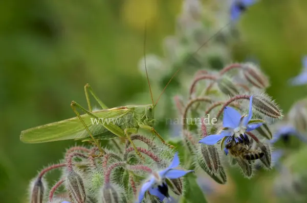 Fokus-Natur Bild
