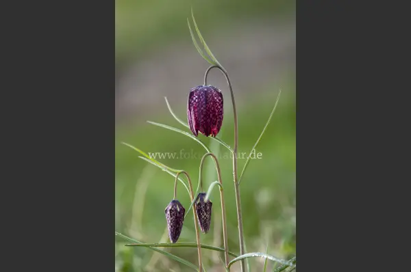Fokus-Natur Bild