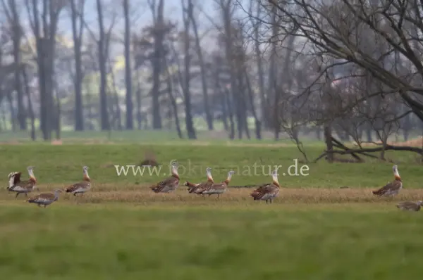 Fokus-Natur Bild