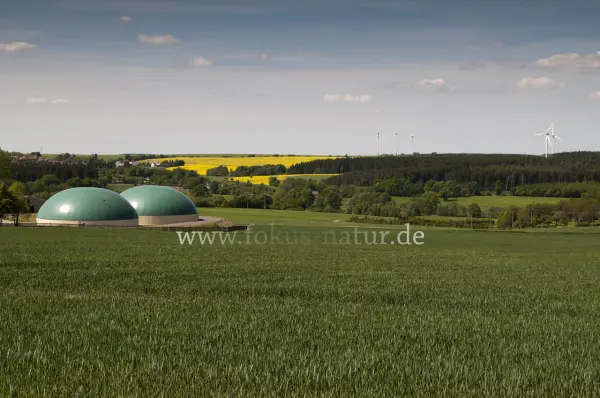 Fokus-Natur Bild