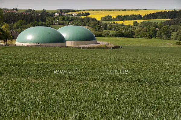 Fokus-Natur Bild