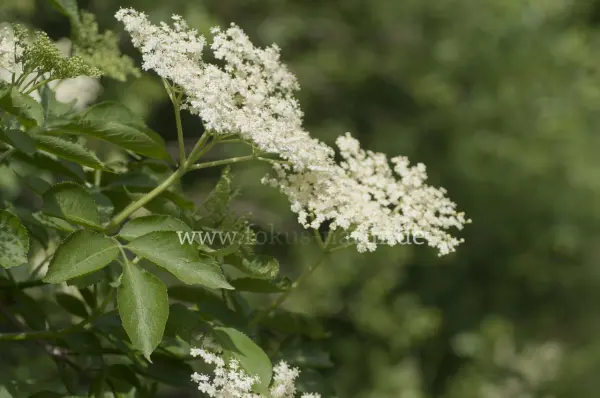 Fokus-Natur Bild