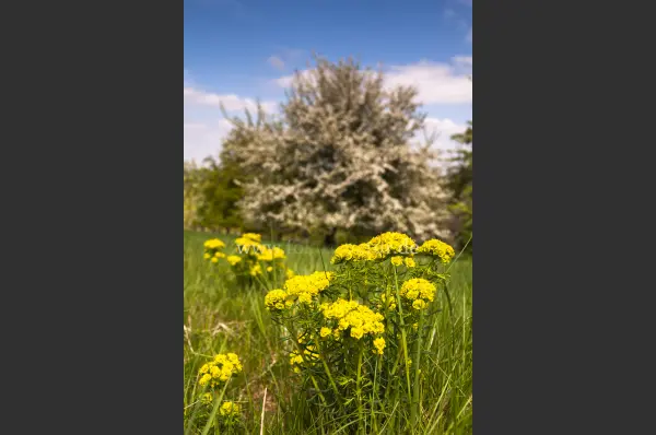 Fokus-Natur Bild