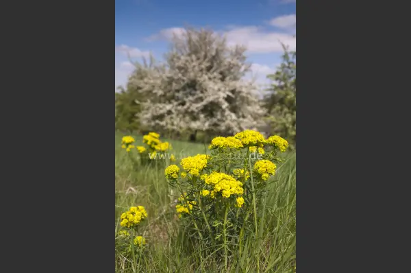 Fokus-Natur Bild