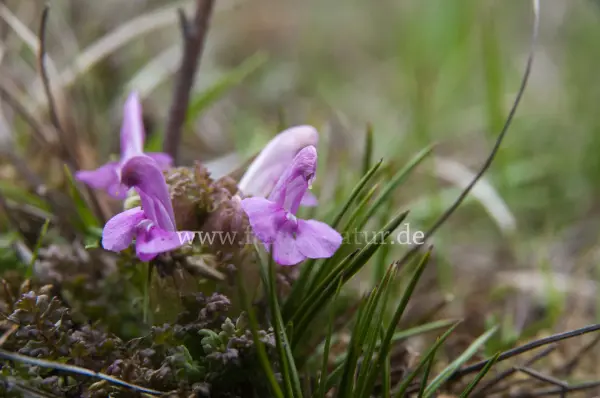 Fokus-Natur Bild