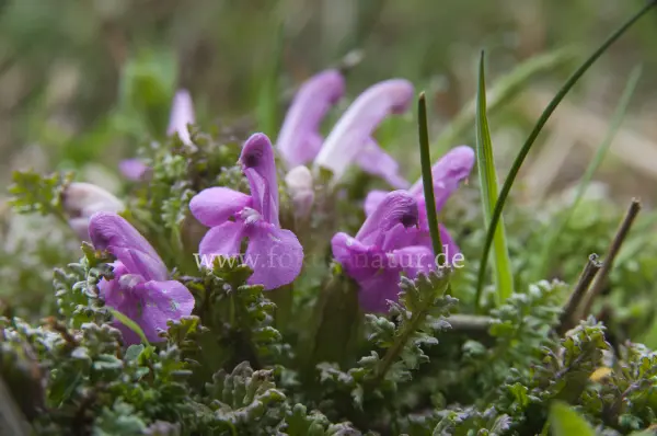 Fokus-Natur Bild