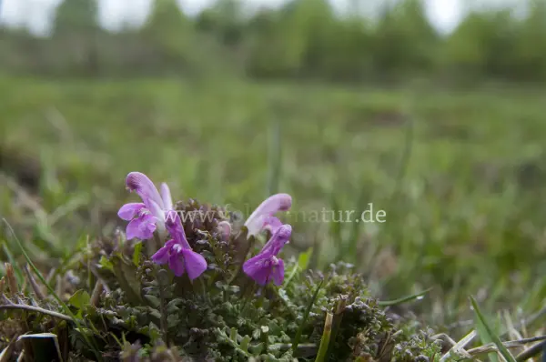 Fokus-Natur Bild