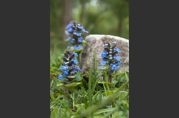 Fokus-Natur Bild