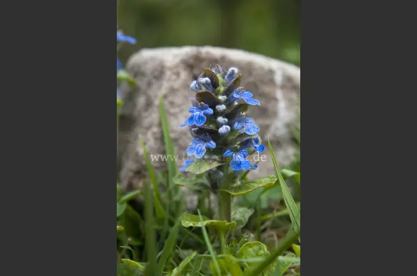 Fokus-Natur Bild