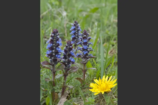 Fokus-Natur Bild