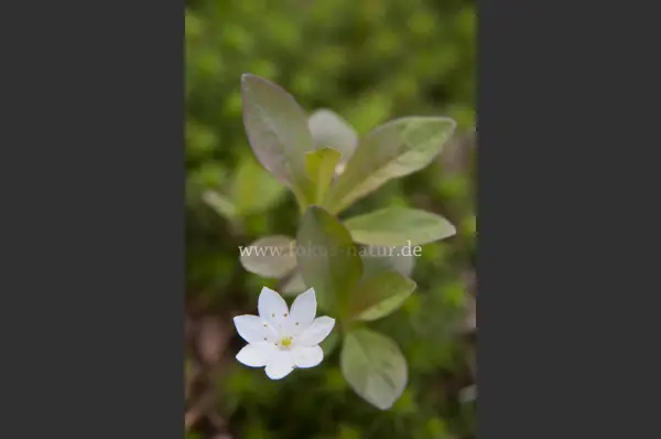 Fokus-Natur Bild