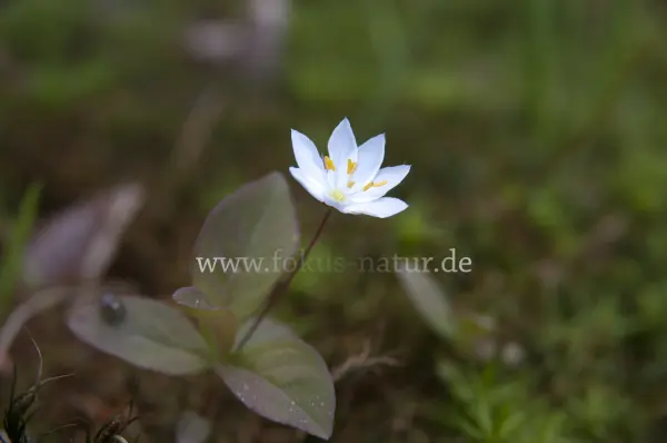 Fokus-Natur Bild
