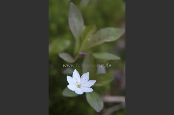 Fokus-Natur Bild
