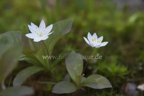 Fokus-Natur Bild