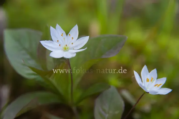Fokus-Natur Bild
