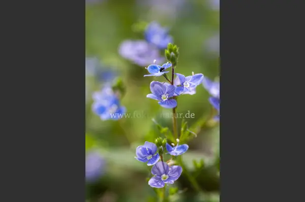 Fokus-Natur Bild
