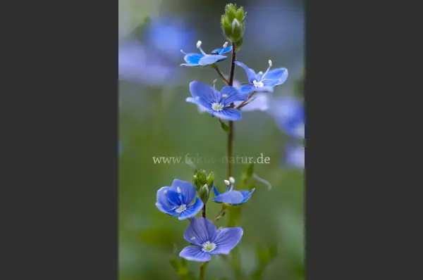 Fokus-Natur Bild