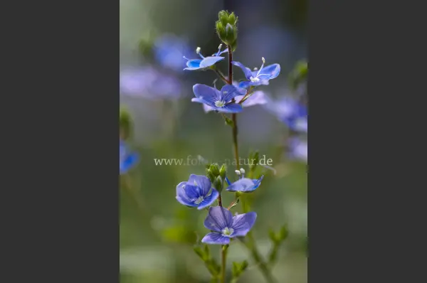 Fokus-Natur Bild
