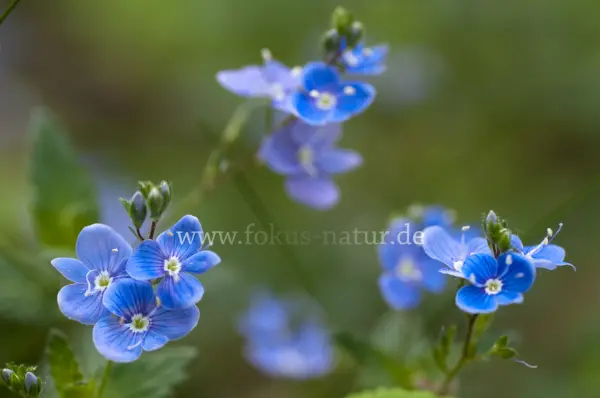 Fokus-Natur Bild