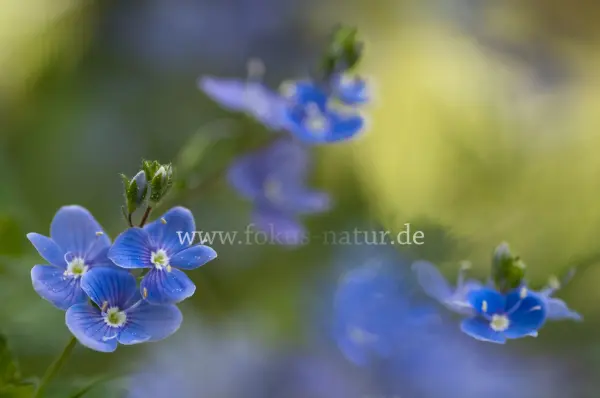 Fokus-Natur Bild