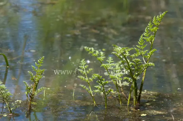Fokus-Natur Bild