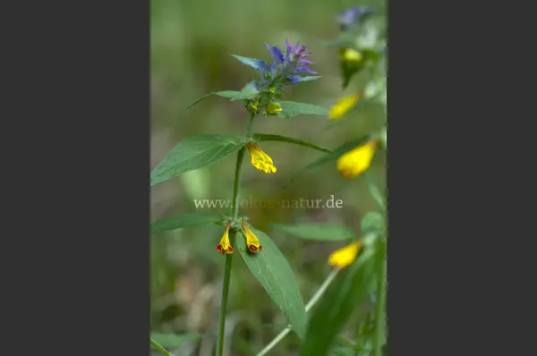 Fokus-Natur Bild