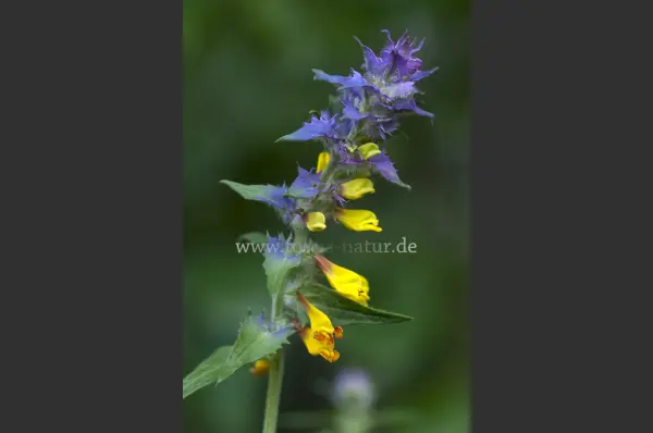 Fokus-Natur Bild