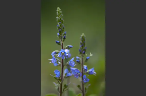 Fokus-Natur Bild