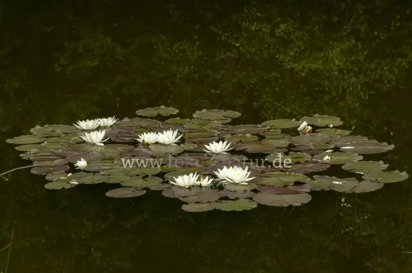 Fokus-Natur Bild