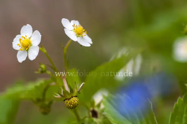 Fokus-Natur Bild