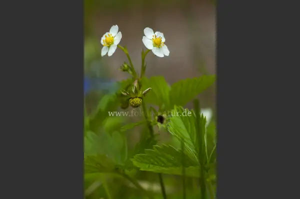 Fokus-Natur Bild