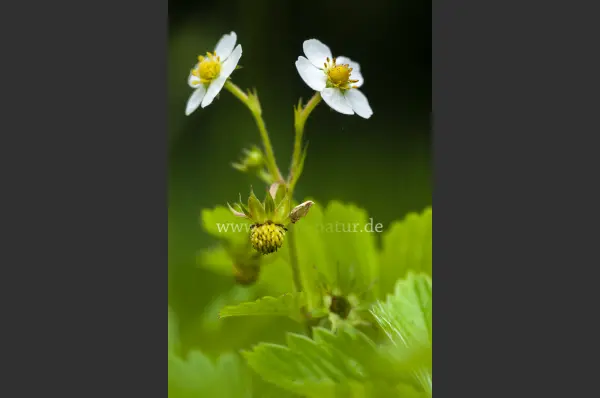 Fokus-Natur Bild