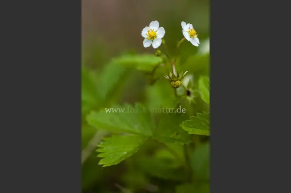 Fokus-Natur Bild