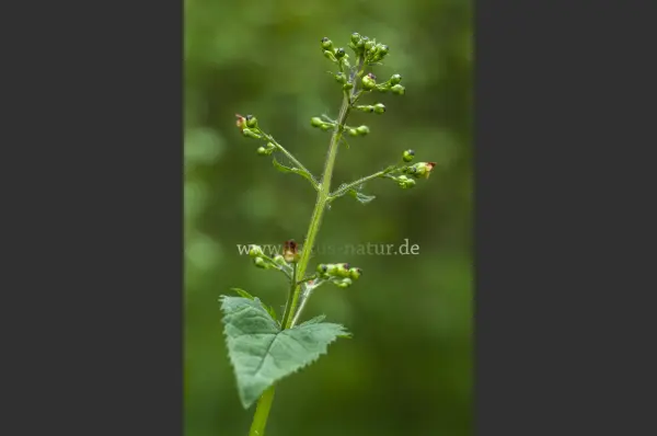 Fokus-Natur Bild