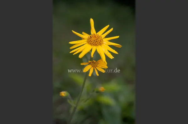 Fokus-Natur Bild