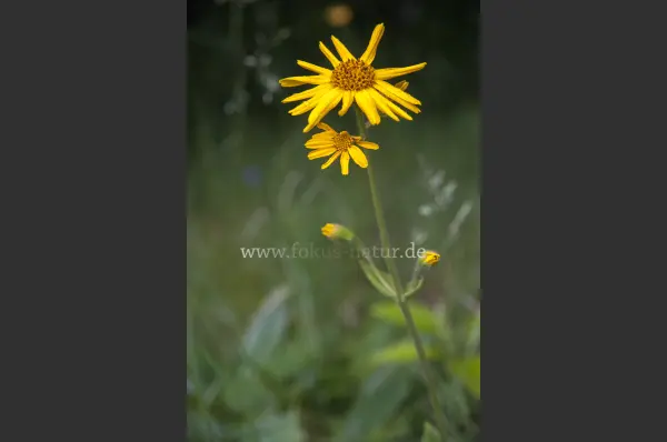 Fokus-Natur Bild