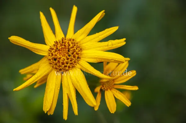 Fokus-Natur Bild