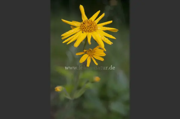 Fokus-Natur Bild